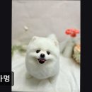 슈가멍 이미지