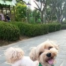 슈나우펫 이미지