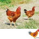 황금토종닭 - 목포시 대양산단로 58 | 황금토종닭