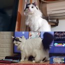 경기도 수원시 영통구 영통로241번길 이미지