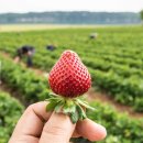 쓰라린 수확: 딸기 밭의 더러운 작은 비밀 이미지