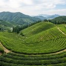 2026 보성 대한다원 녹차밭 &amp; 율포해변 가이드 | 율포오토캠핑장 명당 + 녹돈 삼겹살 미식 1박 2일 코스