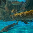 푸른 제주를 닮은, 아쿠아 플라넷 제주 알아보기 이미지