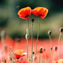 용수골꽃양귀비축제 이미지