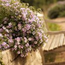 가을 보타닉가든에 여기저기 피는 Aster (들국화) 이미지