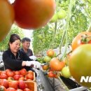 토마토스포츠 이미지