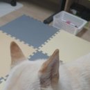 가자 이미지