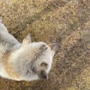 중말 마을회관 | [몽골여행] 몽레맨 음악대 9. 볼강 Bulgan