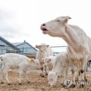 기운축산 이미지
