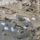 수선화펜션가족단체독채갯벌체험 이미지