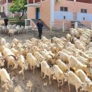 만성목장 이미지