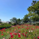 서부농업기술센터 | 제주 양귀비 vs 샤스타데이지: 서부농업기술센터 꽃 나들이 비교 분석