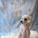 털이몽땅 이미지