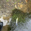 다크호스 | NS블랙홀 배스낚시대 다크호스2 배스 사용후기!