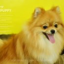 퍼피몽몽 이미지