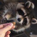 닭이랑 알이랑 농장 | 서울 실내 놀거리 테이블에이 홍대 실내 동물원 카페 (w. 라쿤 알파카 등)