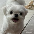 순수하개 이미지