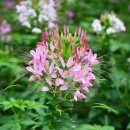 꽃이될개 이미지