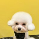 뭉블리 이미지
