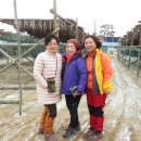 대관령황태촌 이미지