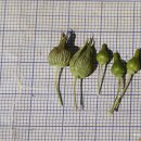 염주장구채 Silene conoidea L. 이미지