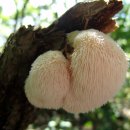 매봉산2 이미지