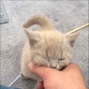 캣스토리 이미지