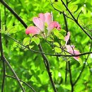 붉은꽃산딸나무 '투브라' 이미지