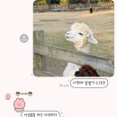 방배천로24길1-3 | 11월_단풍구경, 고성 여행, 서촌 은행나무, 제주 여행, 주토피아2 짱