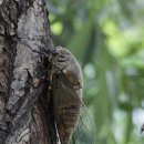 매미농장 이미지