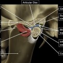 Re: Anatomy, Head and Neck, Temporomandibular Joint - 읽을 논문 이미지