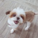 해피 이미지