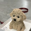 견공상회 이미지