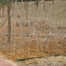 별망초앞 이미지