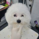 러블리 멍멍이 이미지