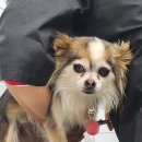 버블독스 부산대점 이미지