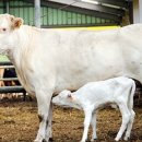 성미축산 이미지