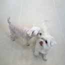 빠찌애견 이미지