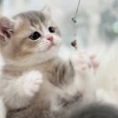 시바견분양.kr 이미지