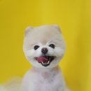 개꿀이발소 이미지