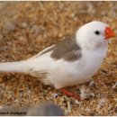 Saddleback zebra finch (말안장 무늬 금화조) 이미지