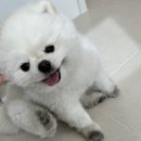 댕이브 이미지