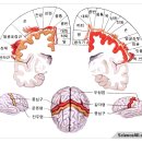 뇌의 구조와 기능 이미지