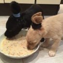 댕댕이# 이미지