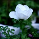 아네모네 이미지