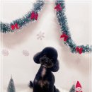 견생의하루 펫살롱 일산본점 이미지