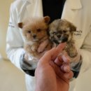 수원-1405 이미지