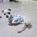 멍묭실 | 멍묭실 미용&amp;멍뭉냠 수제간식 내돈내산 방문후기!