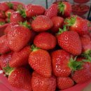 자매농장 이미지