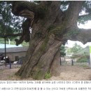 강내천